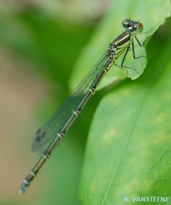 Coenagrion puella